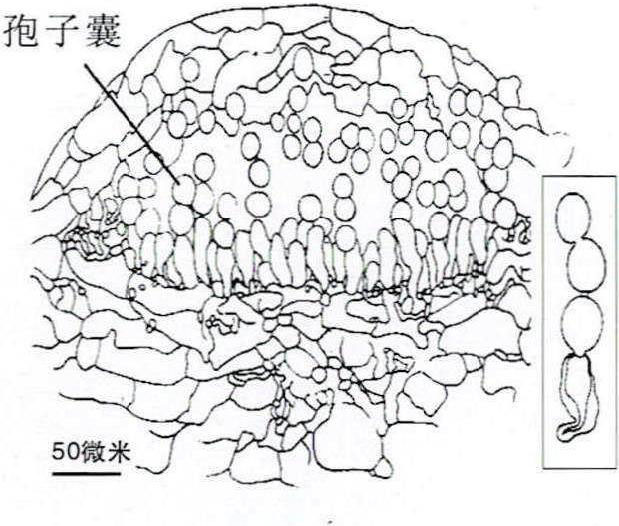 2-30 白锈属